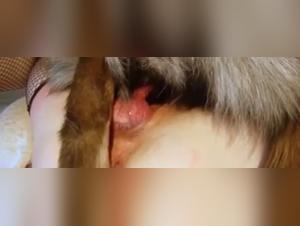 Teenage Girl and Dog: A Bestial Experience