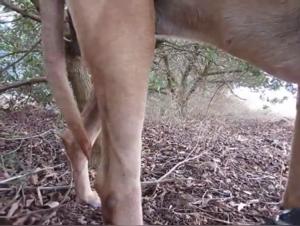 Woman and dog: a shocking and exciting encounter