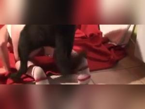 Bestiality: a submissive woman facing two dogs