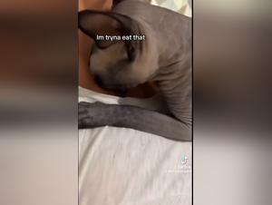 chatte sauvage baise grosse bite canine