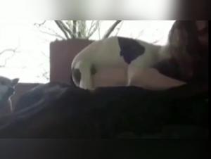 Shocking zoophilia video with a girl and her two dogs