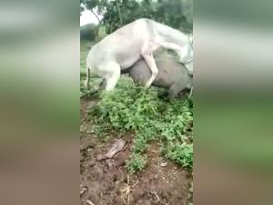 Bestial encounter: woman and horse