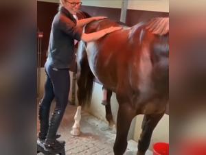 Bestiality with Horses: Banned Videos