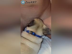 Frau Hund Sex Szenario