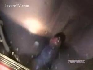 Video of Sex with a Dog