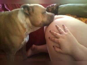 Bestiality: female dog submitted to a dog