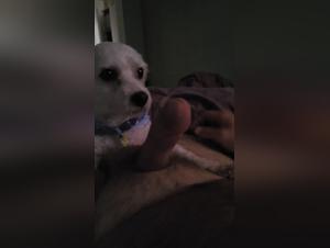 Unveiling Xvideoszoo's Taboo Delights