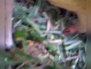 Bestiality Video: Man and Goat