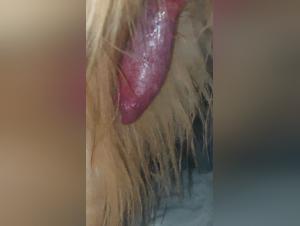Handjob Chien Salope Voluptueuse