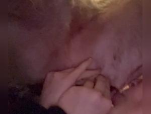 Die Sauerei der Schlampin mit ihrem Hund: ein Moment des Libidos