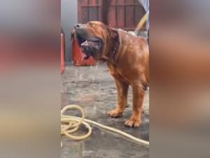 Intense bestiality scene with a man and his dog