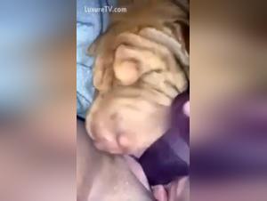 Naughty woman and dog in bestiality sex video