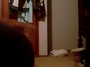Guy baise avec son chien : une salope putain pour les animaux