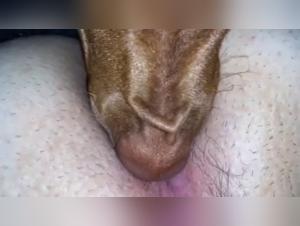 Submissive bitch gets her anus licked in intense zoophilia video