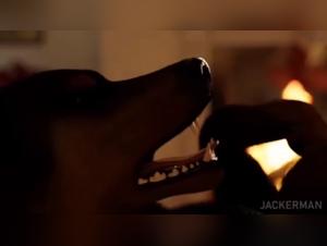 A submissive woman and a dog in an extreme zoophilia video