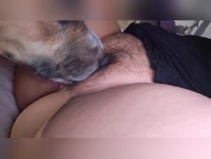 un buen lamido hecho por un perro