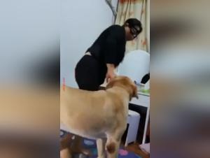 Zoophilia Videos - Shocking and Arousing Scenes