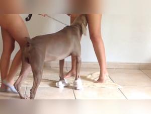 Woman and dog: a beastly encounter