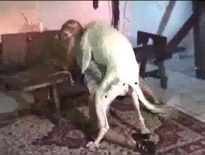 Forbidden Meeting: Woman and Dog