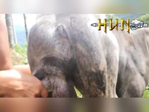 Sexo Animal Desatado: El Placer Depravado de las Putas