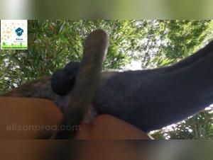 forbidden pleasures: zoophilic exploration