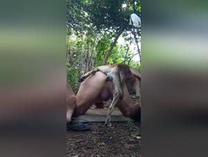 controversial explorations: zoophilic art