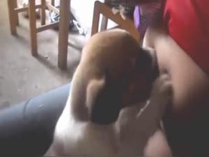 Sex with a Dog Video: Woman Breastfeeds a Puppy