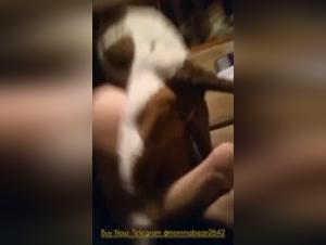 Bestial experience with a dog