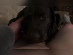 doggy taboo: extreme animal sex videos