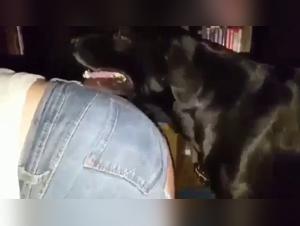 zoophilia amateur porn