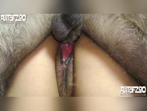 animal exploration : tickzoo.tv and its fringes