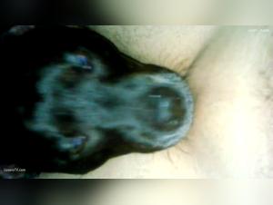 Forbidden Meeting: Woman and Dog