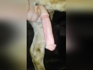 Bestial video: a woman and her horse