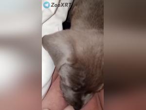lamiendo de perro: deseo prohibido