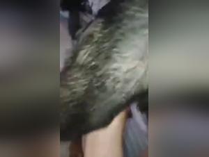 Breathtaking Dog Sex Videos