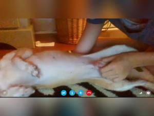 Adorable Girl and Dog in Shocking Bestiality Scene on Skype