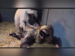 Bestiality Sex Videos with Dogs