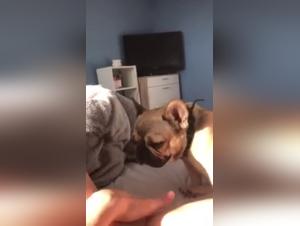 Bestial Sex Video: The Family and Their Dog - Part 3