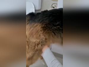 Loving Woman and Her Four-Legged Best Friend: A Story of Bestiality