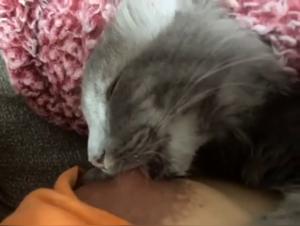 Bestiality: a feline cat in all its forms