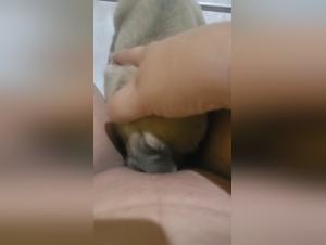 Forbidden meeting: woman and dog