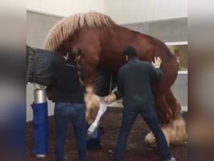 Bestiality with a stallion: a unique experience