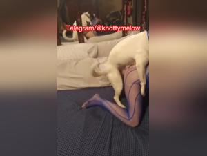 Slut ridden by a very excited dog