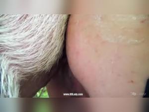 Ariel and her four-legged friends