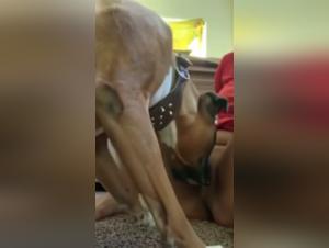 Forbidden meeting: Woman and Dog