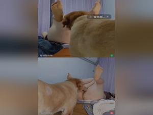 Natural and Safe Treatment for Low Libido in Dogs