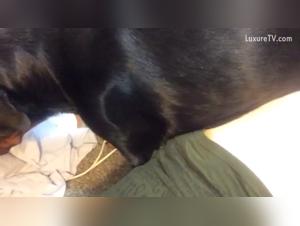 Sexy girl with a dog