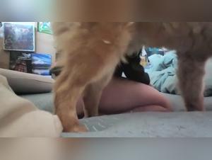 Woman and dog: a bestial sex video