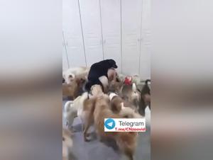 Chinese Dog Sex Collection Vol.2