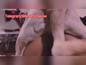 DOG Bliss Incest Animal